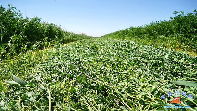 半岛官方体育肃南：“小牧草”撬动大家当 铺就牧民绿色致富道