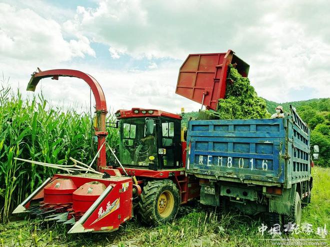 半岛官方体育张家川县15万亩青贮饲料玉米收贮忙 估计总产量逾50万吨(图)(图6)