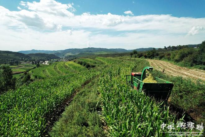 半岛官方体育张家川县15万亩青贮饲料玉米收贮忙 估计总产量逾50万吨(图)(图7)