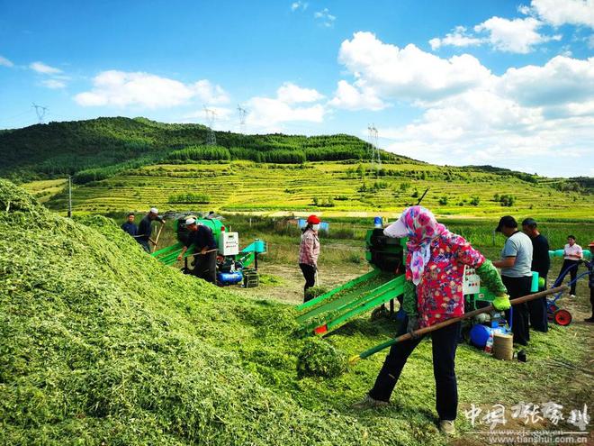 半岛官方体育张家川县15万亩青贮饲料玉米收贮忙 估计总产量逾50万吨(图)(图13)